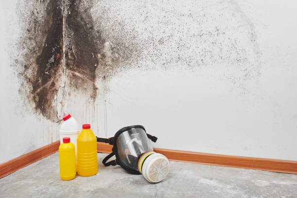 Best Basement Mold Remediation in Lochsloy, WA