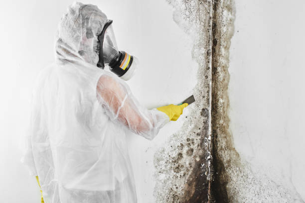 Best Insurance-Related Mold Remediation in Lochsloy, WA