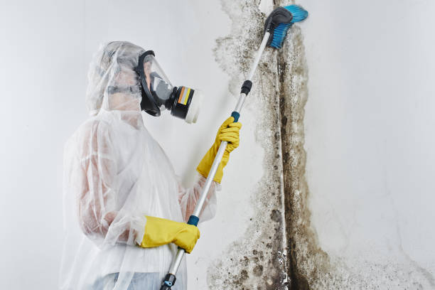 Trusted Lochsloy, WA Mold Remediation Experts