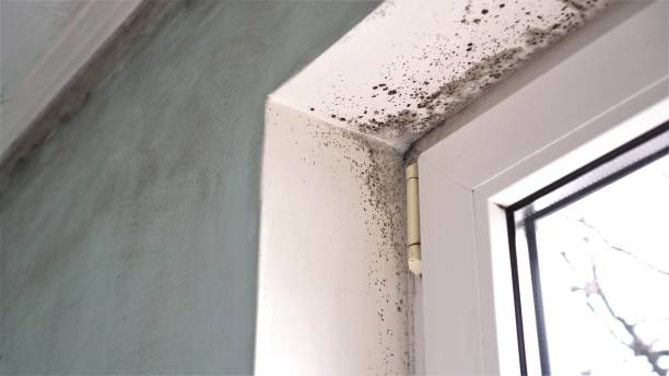 Best Health and Safety Mold Remediation in Lochsloy, WA