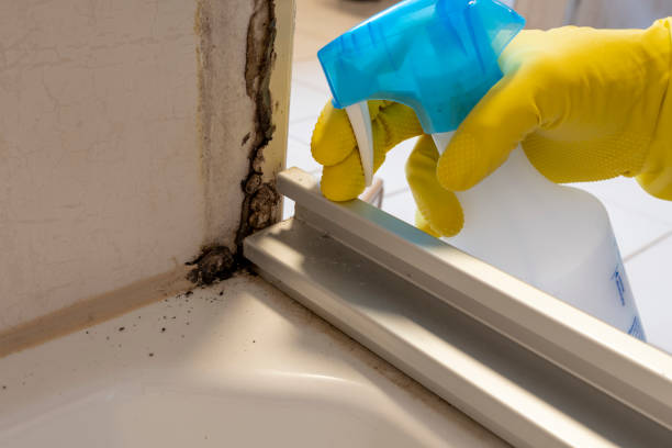 Best Post-Flood Mold Remediation in Lochsloy, WA