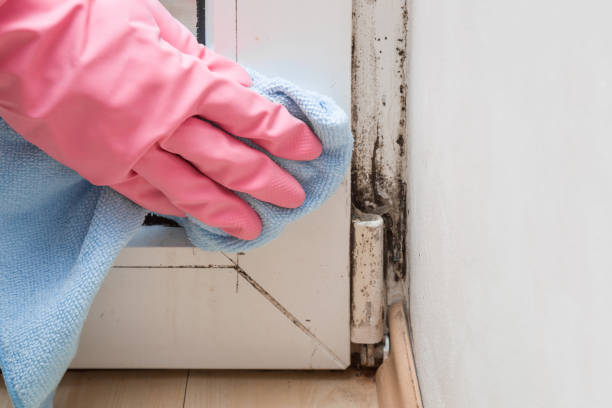 Best Black Mold Remediation in Lochsloy, WA